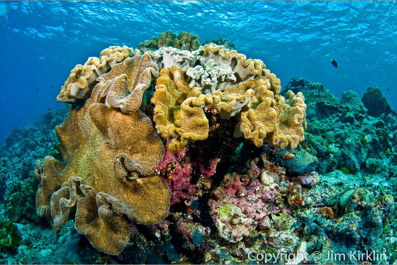 Soft Coral Outcrop #1